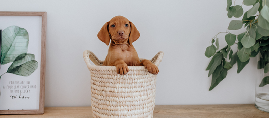 Can Puppies Have CBD?