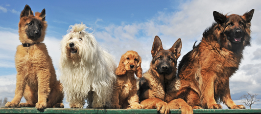 How Much CBD Should I Give My Dog? With Dosage Chart and Calculator