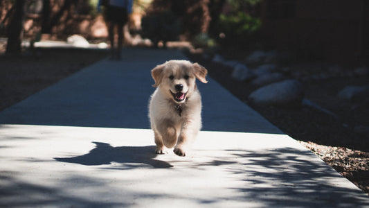 CBD and Puppies
