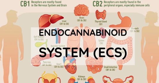 ECS System